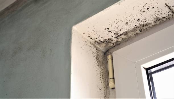 Best Water Damage & Mold Remediation  in Cherryland, CA