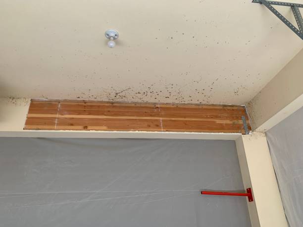 Best Biohazard Mold Removal  in Cherryland, CA