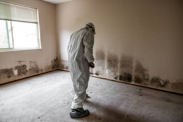 Best Airborne Mold Testing  in Cherryland, CA